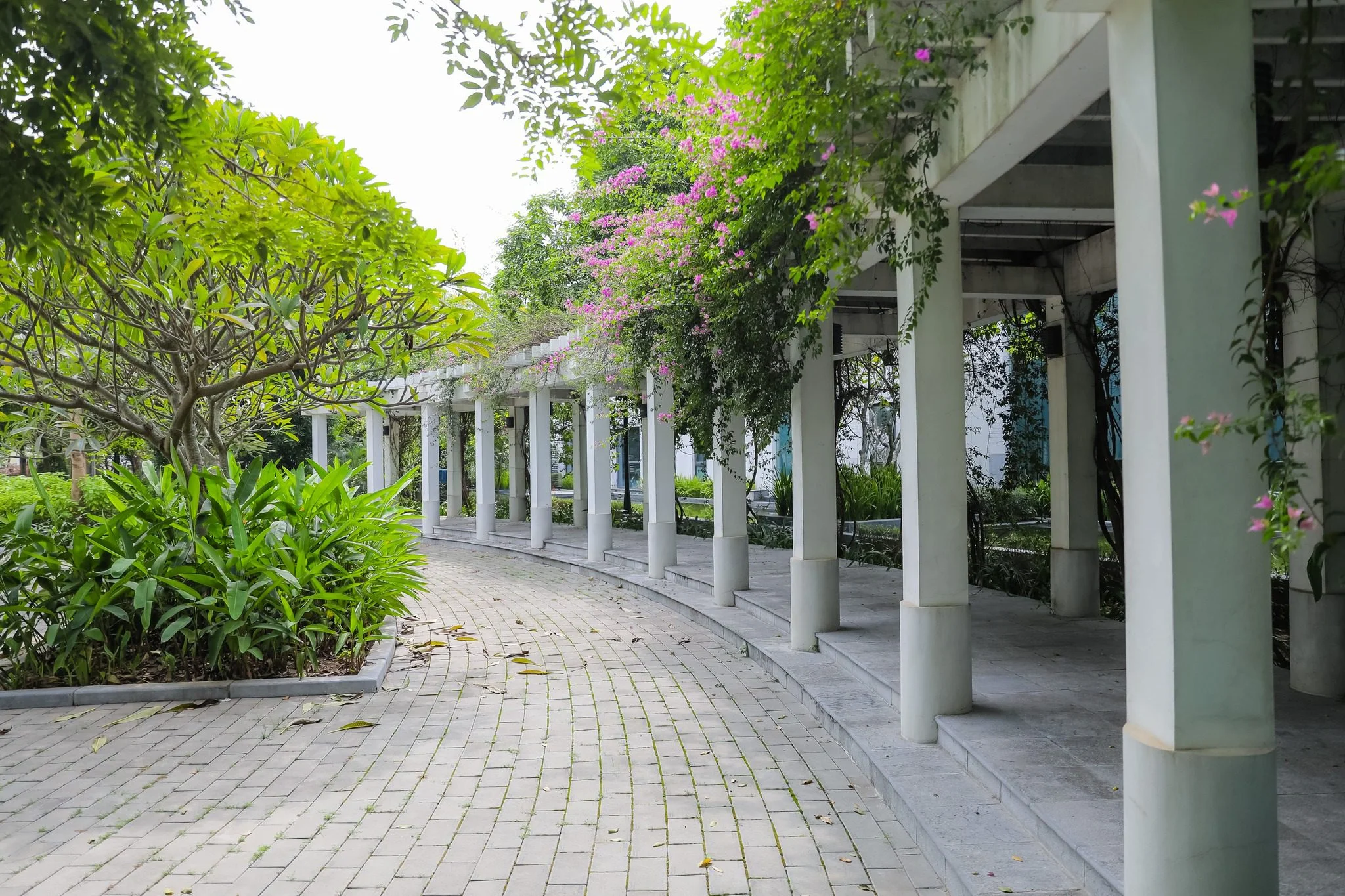 Hành lang hoa giấy trong khu đô thị Anlac Green Symphony